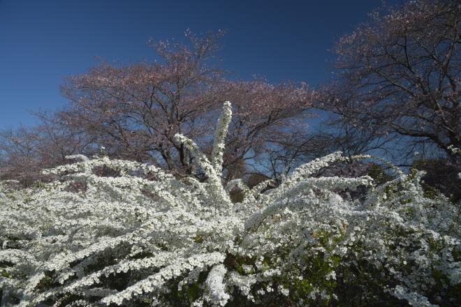 雪柳と桜Ⅱ