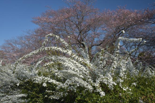 雪柳と桜