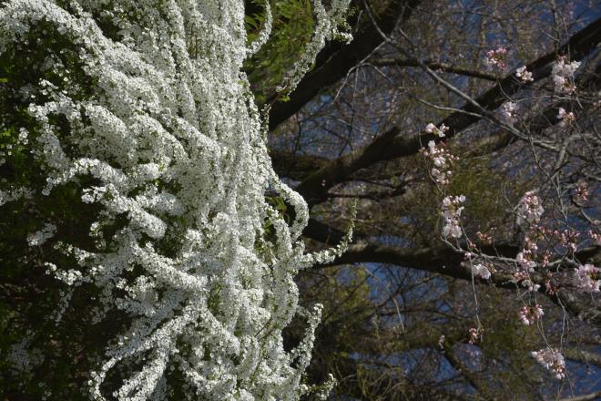 雪柳と桜Ⅲ