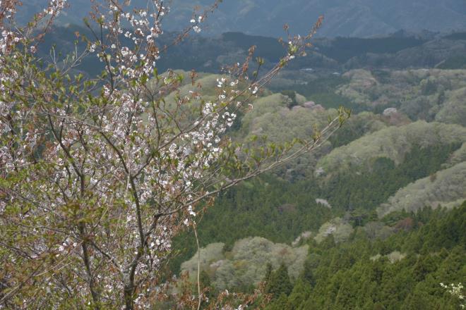 山桜と山並み